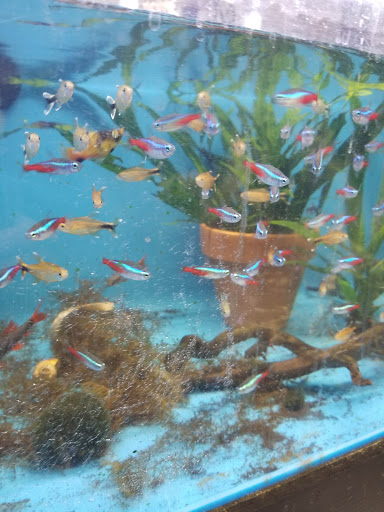 Tropical Fish Store «Reef Life Aquariums», reviews and photos, 5511 US-280 #310, Birmingham, AL 35242, USA