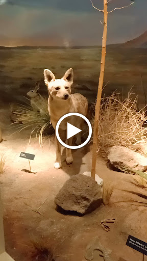 Museum «Texas Memorial Museum», reviews and photos, 2400 Trinity St, Austin, TX 78705, USA