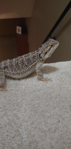 Pet Supply Store «OddBallPetFactory.com», reviews and photos, 8485 Plaza Blvd NE, Spring Lake Park, MN 55432, USA