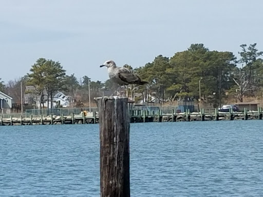 National Park «Assateague Island National Seashore», reviews and photos, 7206 National Seashore Ln, Berlin, MD 21811, USA