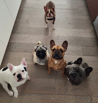 Happy Paw Pet Care - Photo 2 - Car repair in Frisco, TX, Plano