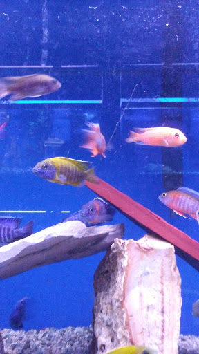 Aquarium «Crystal Reef Aquariums», reviews and photos, 311 Pass Rd, Gulfport, MS 39507, USA