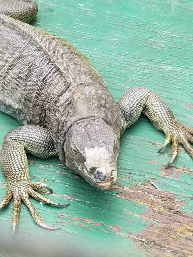 Tourist Attraction «Reptile World Serpentarium», reviews and photos, 5705 E Irlo Bronson Memorial Hwy, St Cloud, FL 34771, USA