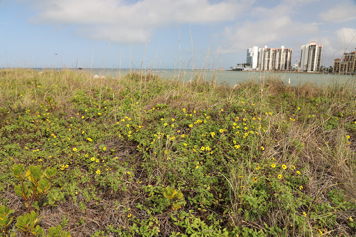 Park «Sand Key Park», reviews and photos, 1060 Gulf Blvd, Clearwater, FL 33767, USA