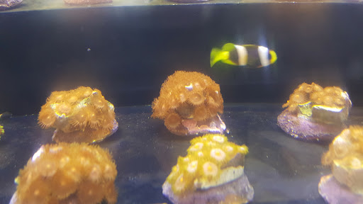 Pet Supply Store «Petco Animal Supplies», reviews and photos, 1824 E Katella Ave, Orange, CA 92867, USA