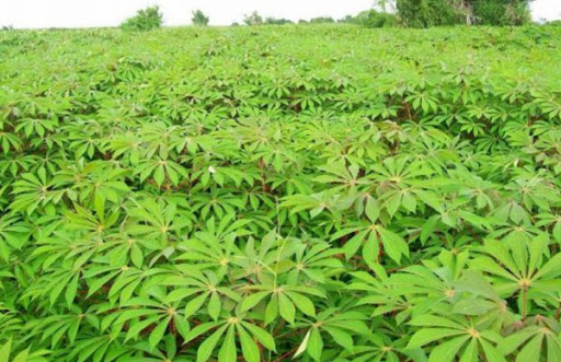 Top 3 cửa hàng bkav Huyện Tân Châu Tây Ninh 2022