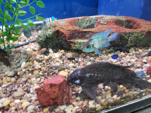 Pet Supply Store «Pet Club Santa Rosa», reviews and photos, 1935 Santa Rosa Ave, Santa Rosa, CA 95407, USA