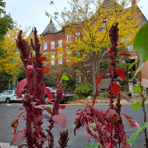 Park «Crispus Attucks Park», reviews and photos, 23 U St NW, Washington, DC 20001, USA