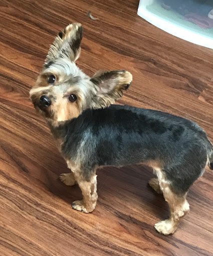 Pet Groomer «Foxy Mutts Grooming Salon», reviews and photos, 303 E Franklin St, Spencer, IN 47460, USA