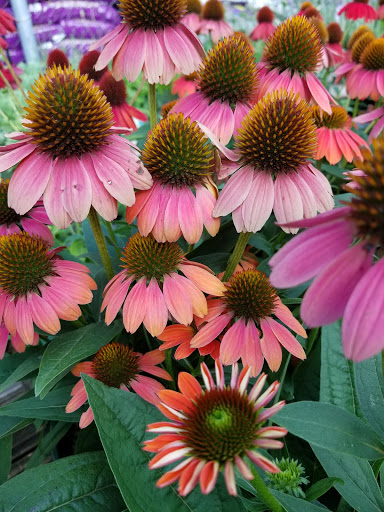 Florist «Metropolitan Plant & Flower», reviews and photos, 840 NJ-17, Paramus, NJ 07652, USA