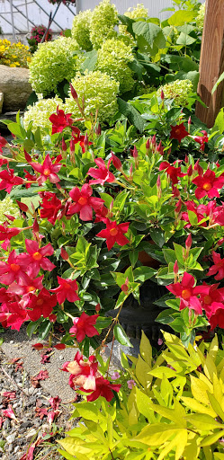 Florist «Colonial Gardens Full Service Florist & Garden Center», reviews and photos, 442 Fitchburg Turnpike, Concord, MA 01742, USA