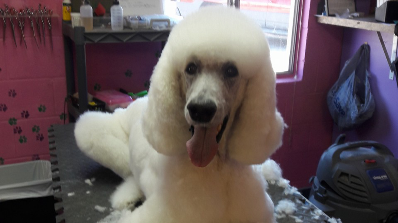 Canine Coiffures Dog Grooming