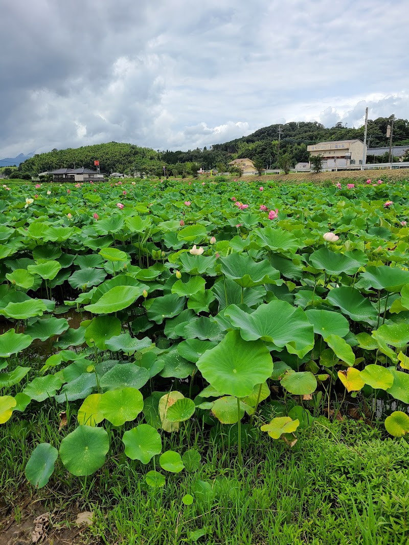 蓮の花畑 広瀬 鹿児島県さつま町広瀬 農場 グルコミ