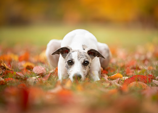 Lakeside Mobile Veterinary Services - Peaceful In Home End of Life and Integrative Palliative Care for Dogs and Cats image