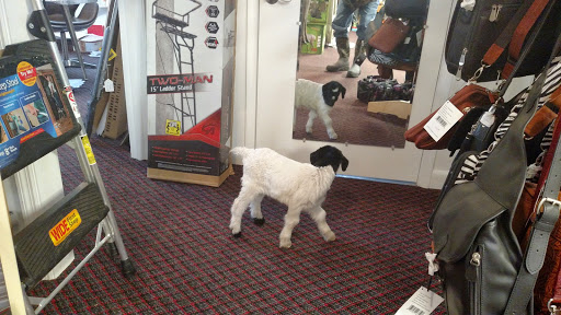 Gun Shop «Gale Force Guns», reviews and photos, 2198 Caratoke Hwy, Moyock, NC 27958, USA