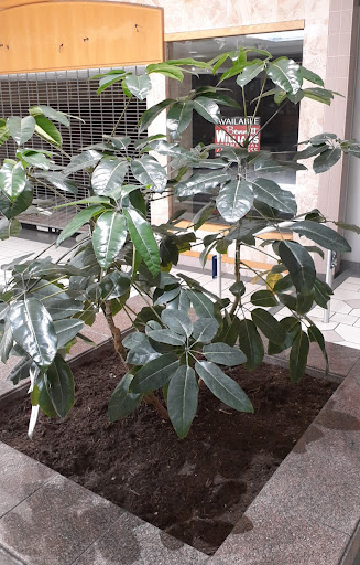 Shopping Mall «Colonial Park Mall», reviews and photos, 4600 Jonestown Rd, Harrisburg, PA 17109, USA