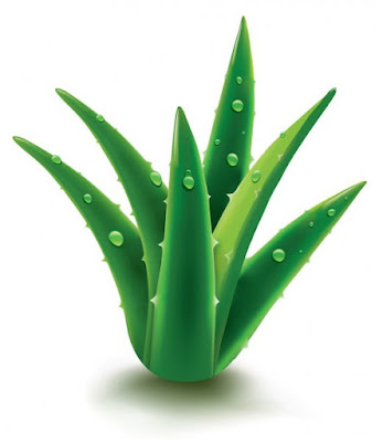 BoostAloe à Montarnaud