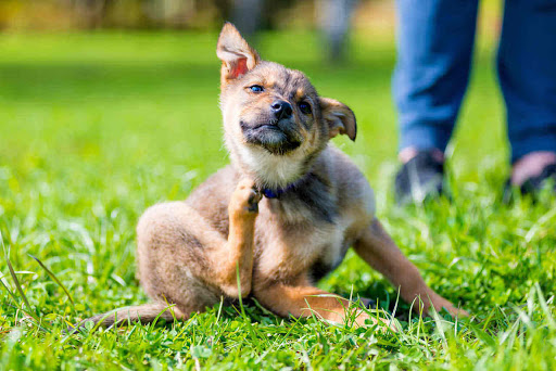 Okatie Veterinary Center image