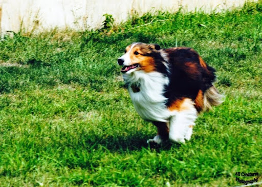 Dog Park «Beck Lake Off-Leash Dog Area», reviews and photos, 9700 Gloria Ct, Glenview, IL 60025, USA