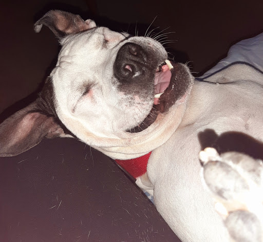 Pet Supply Store «Pet Supplies Plus», reviews and photos, 1704 Greenville Ave, Dallas, TX 75206, USA