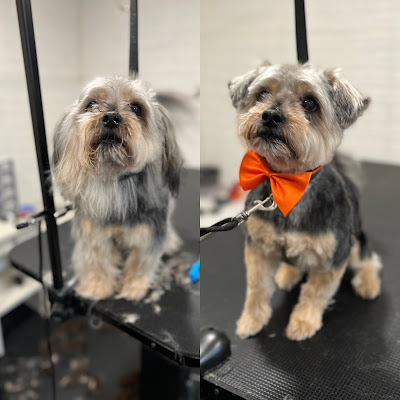 Petsland ,dog cafe ,pets groomers