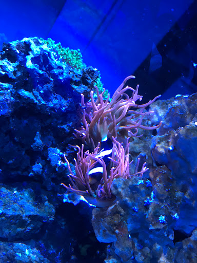 Tropical Fish Store «Scranton Aquarium», reviews and photos, 1819 Sanderson Ave, Scranton, PA 18509, USA