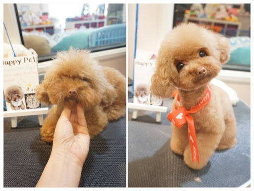 Pet Store «Happy Pet», reviews and photos, 701 E Valley Blvd, San Gabriel, CA 91776, USA