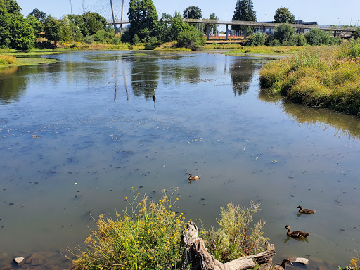 Fishing pond Eugene