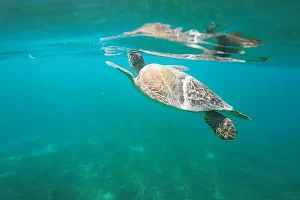 Bernie's Snorkeling Antigua W.I image