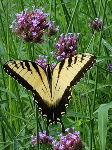 Museum «Morven Museum & Garden», reviews and photos, 55 Stockton St, Princeton, NJ 08540, USA