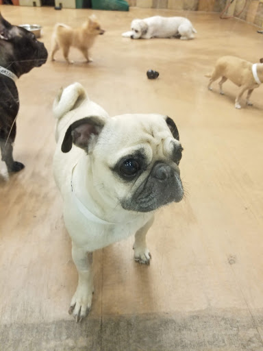 Pet Supply Store «PetSmart», reviews and photos, 5722 Fairmont Pkwy, Pasadena, TX 77505, USA