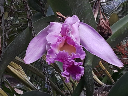 Botanical Garden «Heathcote Botanical Gardens», reviews and photos, 210 Savannah Rd, Fort Pierce, FL 34982, USA