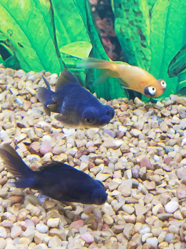 Pet Supply Store «Petco Animal Supplies», reviews and photos, 3424 W Shore Dr, Holland, MI 49424, USA