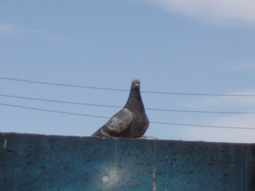 Social Services Organization «The Shade Tree», reviews and photos