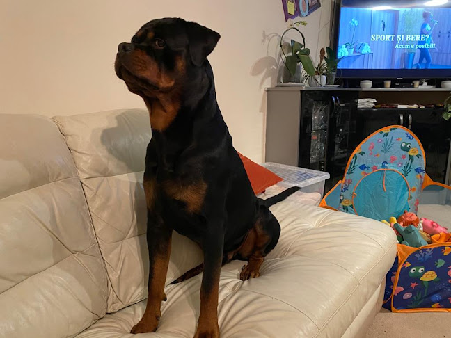 Canisa House Of Sissi Rottweiler - <nil>