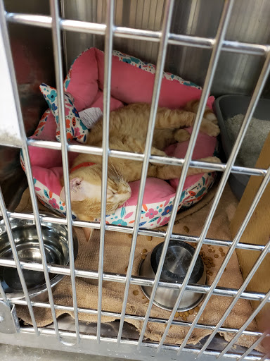 Pet Supply Store «PetSmart», reviews and photos, 15555 E 14th St, San Leandro, CA 94578, USA