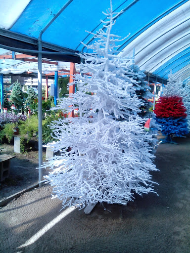 Plant Nursery «HOUSTON PLANTS & GARDEN WORLD», reviews and photos, 16726 North Fwy, Houston, TX 77090, USA