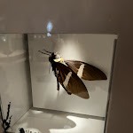 Photo n° 6 de l'avis de Caroline.e fait le 18/08/2022 à 09:03 pour Micropolis, la Cité des insectes à Saint-Léons