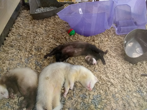 Pet Supply Store «Petco Animal Supplies», reviews and photos, 9350 US 49 a, Gulfport, MS 39503, USA