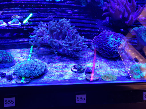 Tropical Fish Store «LE Corals Saltwater Aquarium Showroom», reviews and photos, 3414 S 48th St #2, Phoenix, AZ 85040, USA