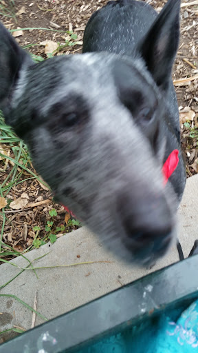 Park «Harvey Park», reviews and photos, 2120 S Tennyson Way, Denver, CO 80219, USA