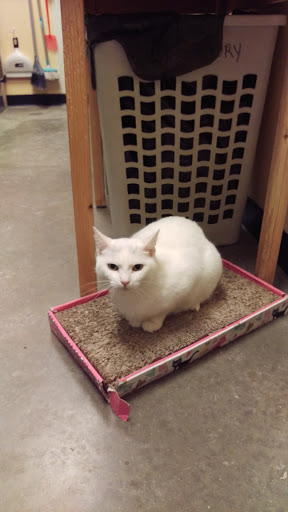 Pet Supply Store «PetSmart», reviews and photos, 3010 Brandywine Pkwy, Wilmington, DE 19803, USA