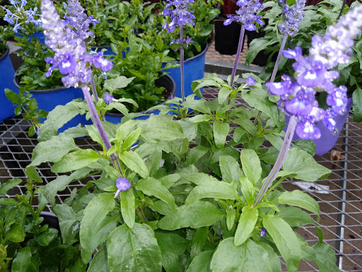 Shopping Mall «Northside Mall», reviews and photos, Ross Clark Cir & Hwy 231, Dothan, AL 36303, USA