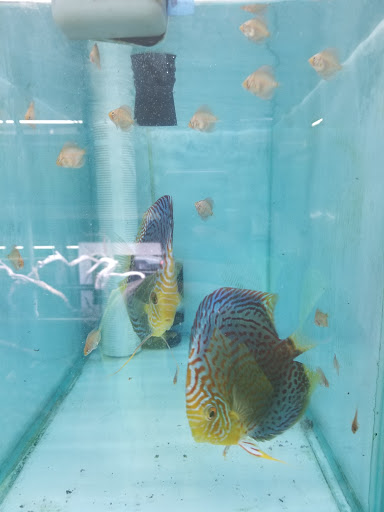 Tropical Fish Store «Jack Wattley Discus», reviews and photos, 6944 NE 4th Ave, Miami, FL 33138, USA