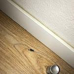 Photo n° 2 de l'avis de MC. fait le 25/06/2023 à 09:34 pour Premiere Classe Poitiers Futuroscope - Chasseneuil à Chasseneuil-du-Poitou