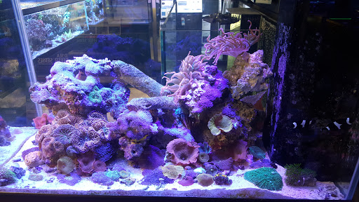 Tropical Fish Store «Salty Fish Aquariums», reviews and photos, 5535 Brewster St, San Antonio, TX 78233, USA