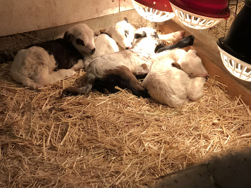 Kerr Jeff S DVM image