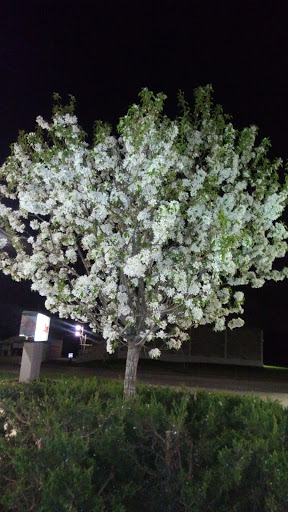 Auto Parts Store «AutoZone», reviews and photos, 965 W Cypress St, Kennett Square, PA 19348, USA