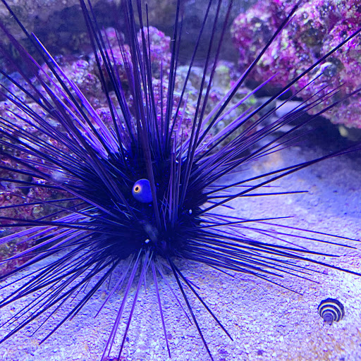 Pet Store «Oak Park Natural Pet & Fish», reviews and photos, 23 N Harlem Ave, Oak Park, IL 60302, USA