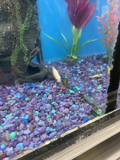 Pet Supply Store «Pet Supplies Plus», reviews and photos, 105 E Ogden Ave, Westmont, IL 60559, USA